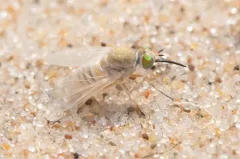 Tmemophlebia coquilletti thumbnail 1