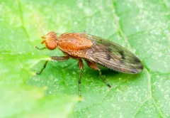Suillia apicalis thumbnail 4