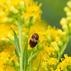Banded Black Carpet Beetle thumbnail 2