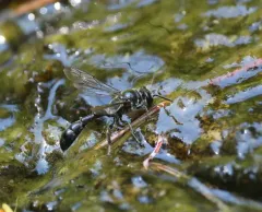 Trypoxylon tridentatum thumbnail 1