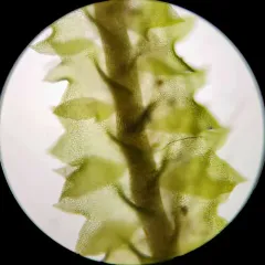 Trunk Pawwort thumbnail 4
