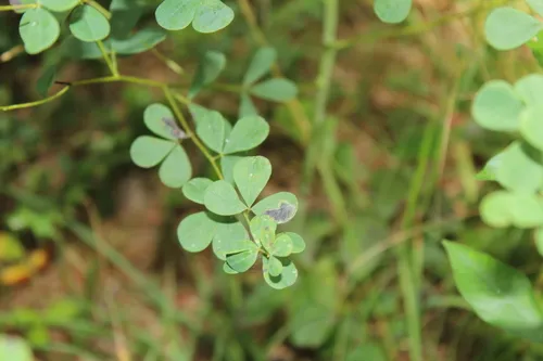 Liriomyza baptisiae