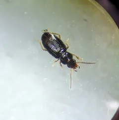 Elaphropus parvulus thumbnail 2