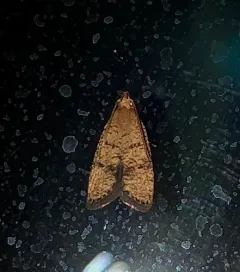 Oak Leaftier Moth thumbnail 3
