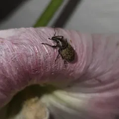 Ground Weevil thumbnail 3
