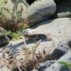 Groove-headed grasshopper thumbnail 3