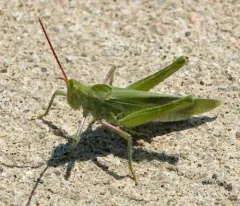 Green Fool Grasshopper thumbnail 4