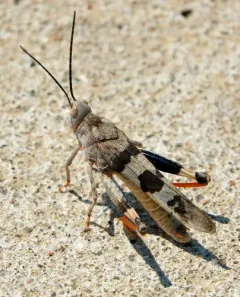 Three-banded Grasshopper thumbnail 2