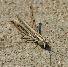 Spotted Wing Grasshopper thumbnail 4