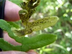 Chirosia spinosissima thumbnail 2