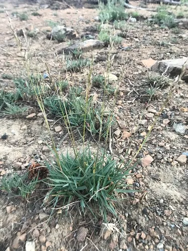 little mountain bluegrass
