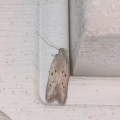 Ten-spotted Honeysuckle Moth thumbnail 3
