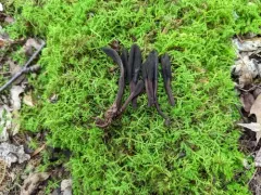 Geoglossum glabrum thumbnail 2