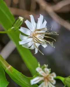 arrowleaf rattlesnake root thumbnail 4