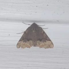 Hübner's Pero Moth thumbnail 4
