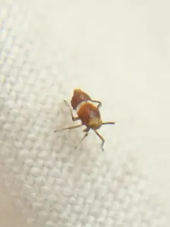 Pissonotus delicatus thumbnail 4