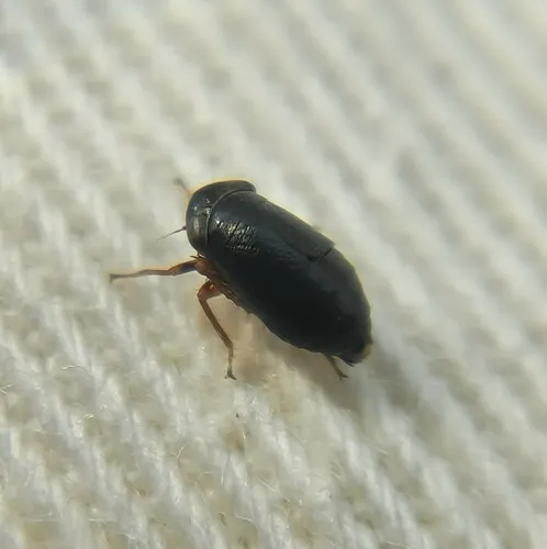 Driotura gammaroides