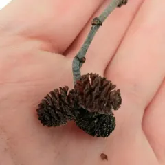 grey alder thumbnail 1