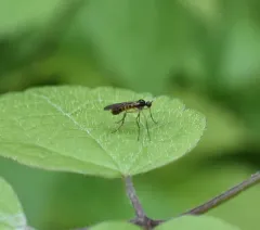Brachystoma occidentale thumbnail 4