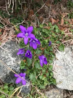 Trailing bellflower thumbnail 2