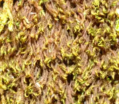 Snow Rock Moss thumbnail 4