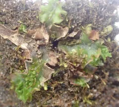 Irish Ruffwort thumbnail 4