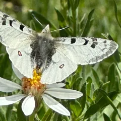 Rocky Mountain Parnassian thumbnail 3