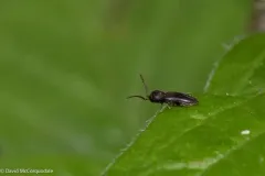 Microrhagus triangularis thumbnail 3