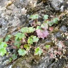 alpine alumroot thumbnail 3