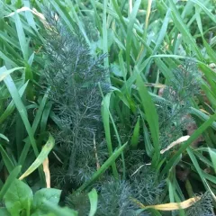 fennel thumbnail 2