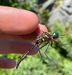 Brush-tipped Emerald thumbnail 4