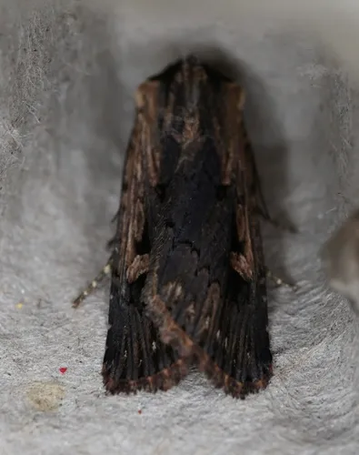 Inclined Dart