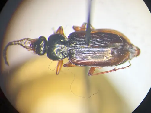 Loricera foveata