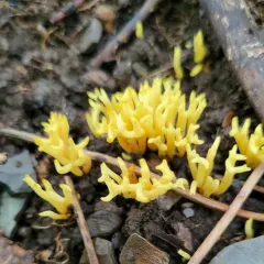 meadow coral fungus thumbnail 3