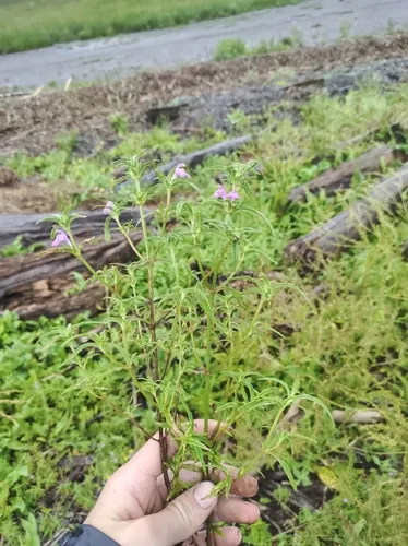 Broad-leaved Hemp-nettle