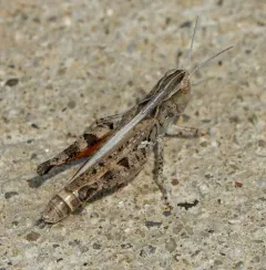 White-whiskered grasshopper thumbnail 3