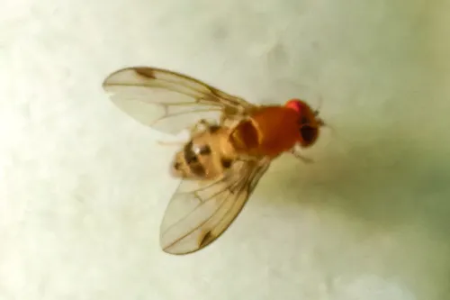 Leucophenga varia