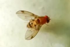 Leucophenga varia thumbnail 1