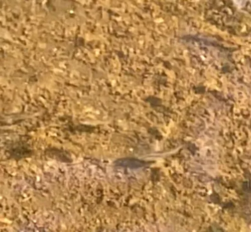 Eastern Mosquitofish