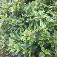Laurustinus viburnum thumbnail 2