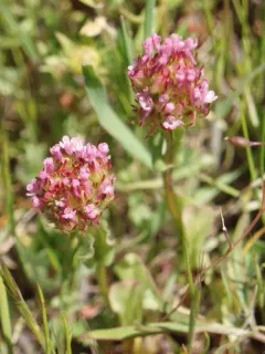 longspur seablush thumbnail 1