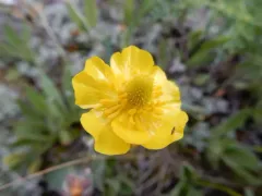 heartleaf buttercup thumbnail 3