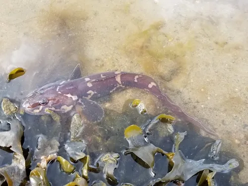 Saddled Eelpout