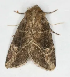 United Cutworm thumbnail 2