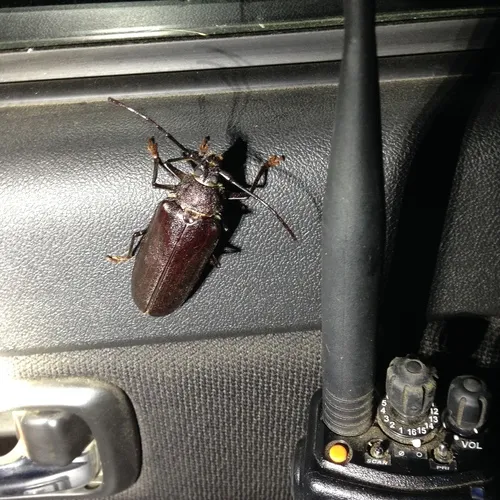 Spined Woodborer