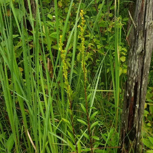 bog goldenrod
