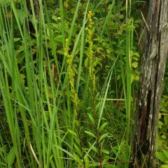 bog goldenrod thumbnail 1