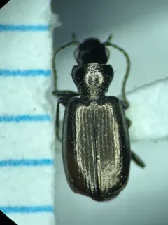 Apristus pugetanus thumbnail 2