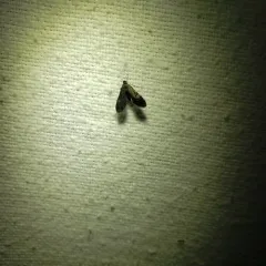 Black Duckweed Moth thumbnail 1