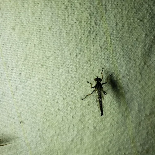 Yellow-thighed Bentbristle